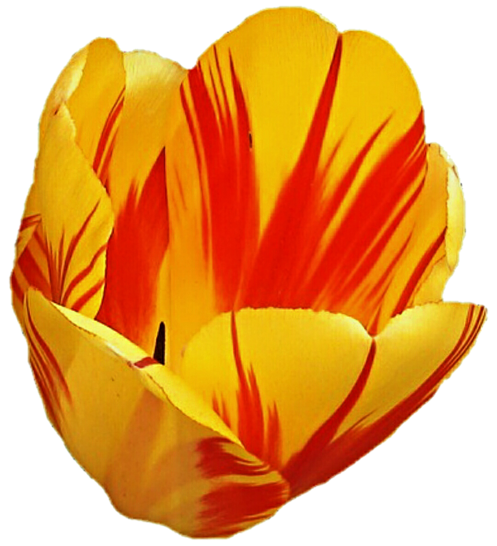 Citrus Tulip