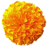 Gold Pom Pom Marigold