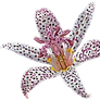 Polka Dot Lily