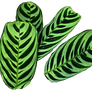 Green Zebra Leaves