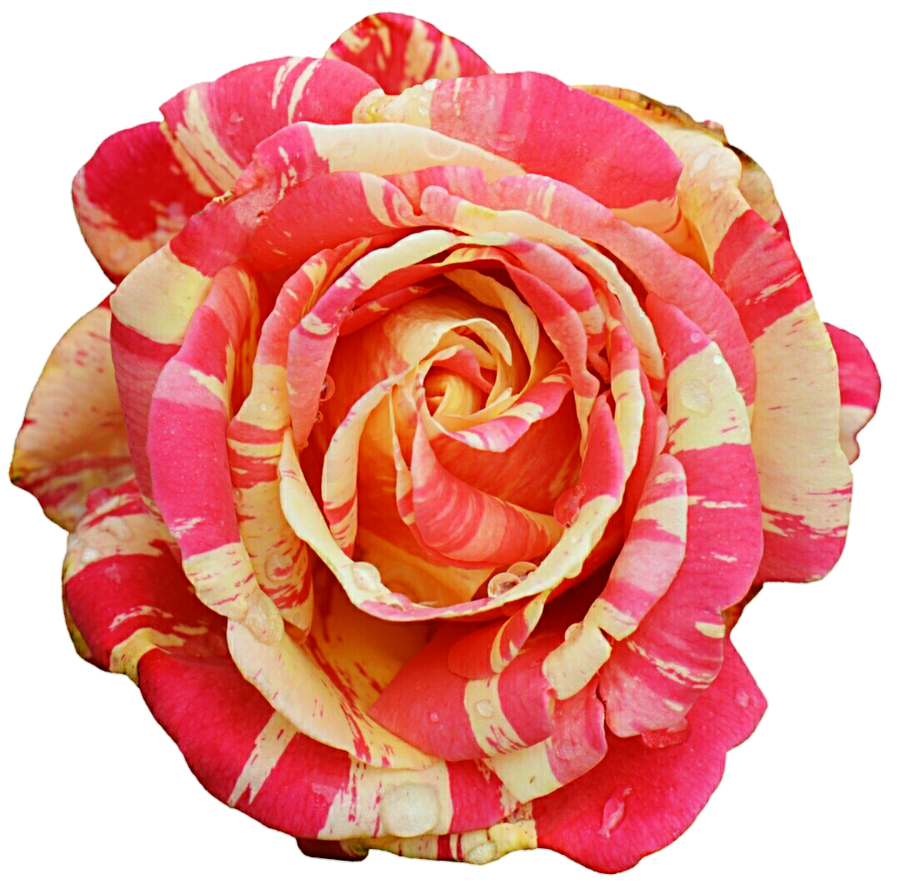 Circus Rose by jeanicebartzen27 on DeviantArt