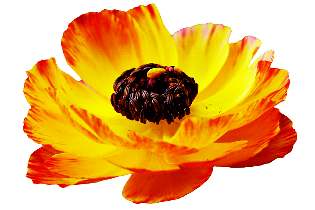 Bright Ranunculus Bright Ranunculus by jeanicebartzen27 on DeviantArt