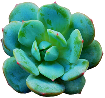 Turquoise Green Succulent