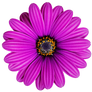 Lilac Purple African Daisy