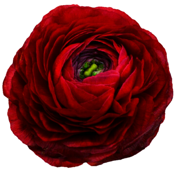 Red Ranunculus by jeanicebartzen27 on DeviantArt