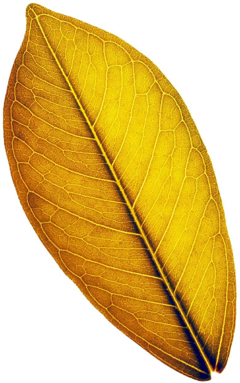 Yellow Leaf