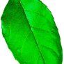 Metallic Green Leaf
