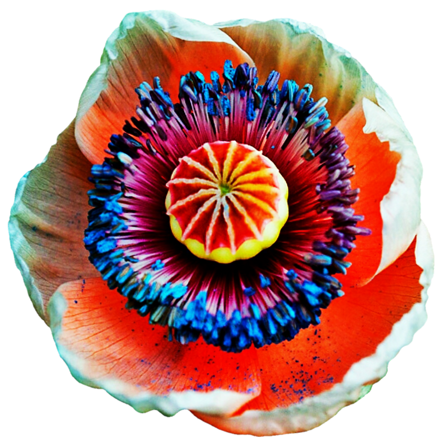 Block Color Poppy Multi Colored Poppy by jeanicebartzen27 on DeviantArt