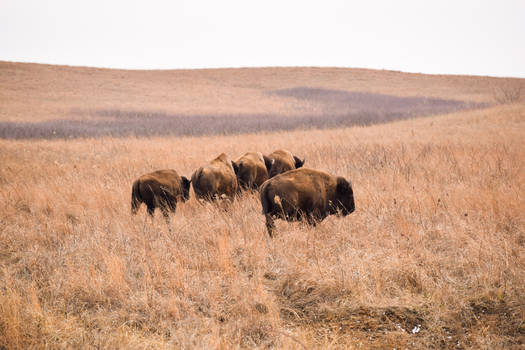 Bison in a line