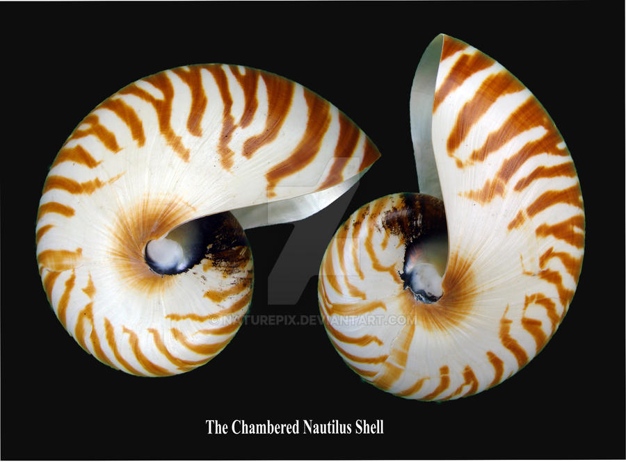 THE CHAMBERED NAUTILUS SHELL by naturepix on DeviantArt