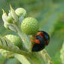 Dark Blue Ladybug Pair