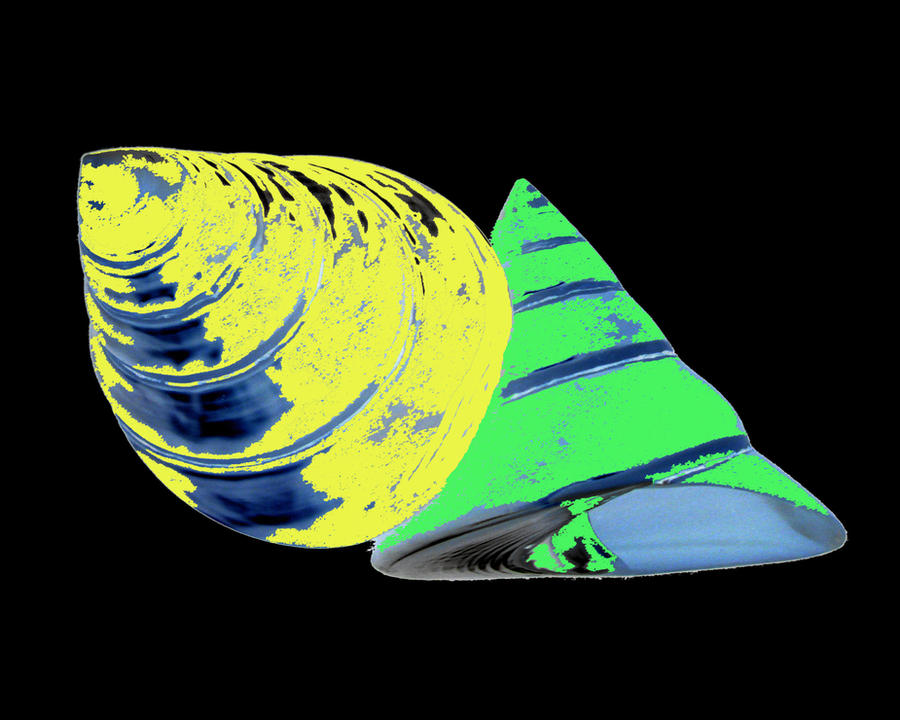 Top Shell Drawing Top Shell Art 3 by naturepix on DeviantArt
