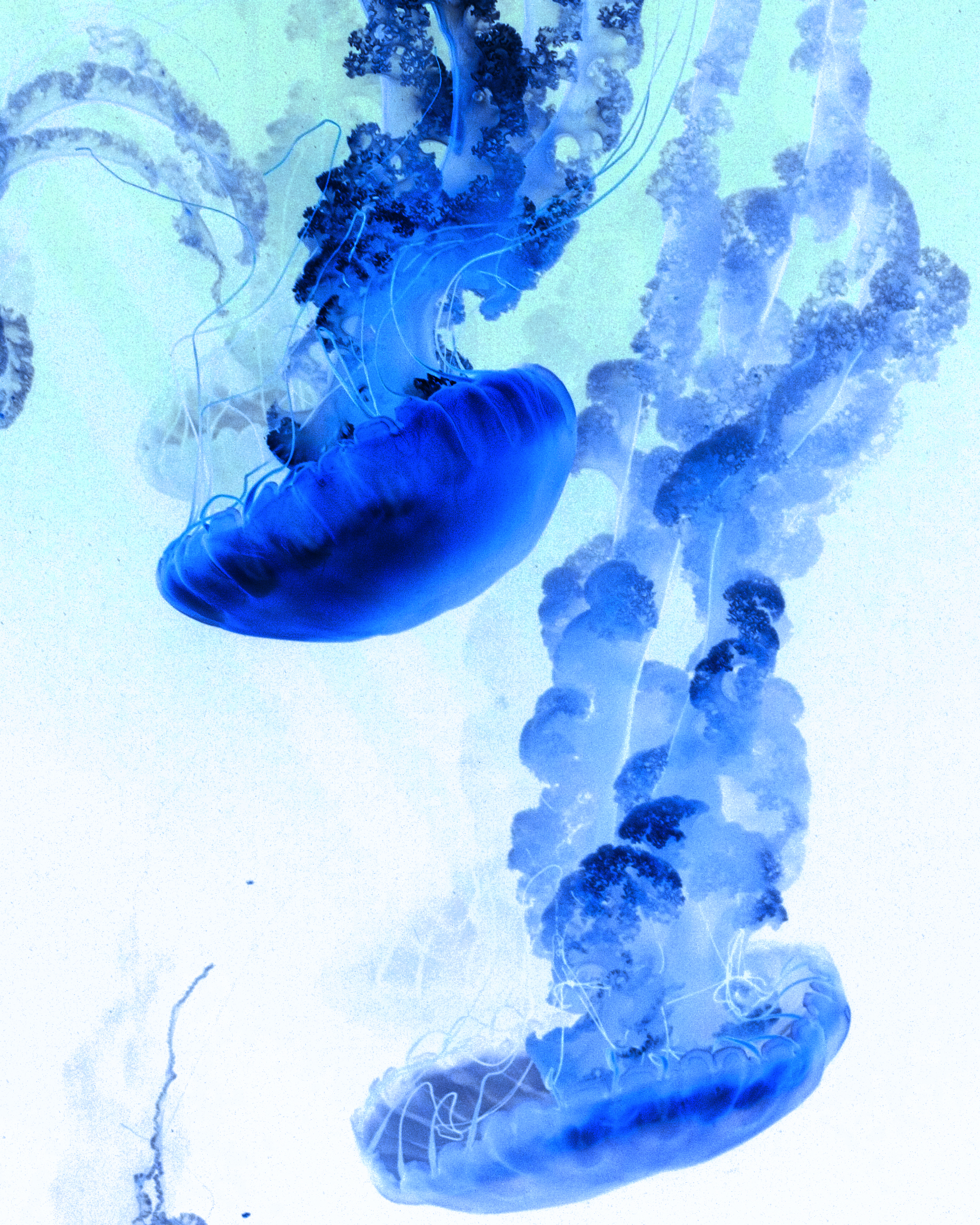 Blue Jellyfish