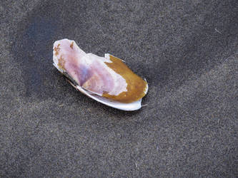 Shells and Sand I