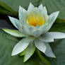 Water Lilly