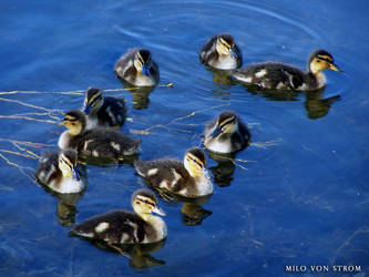 Group Swim