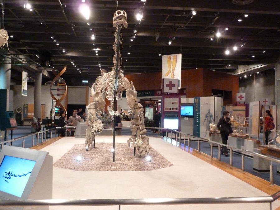 Lufengosaurus magnus skeleton3