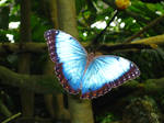 Blue Butterfly by Reedified