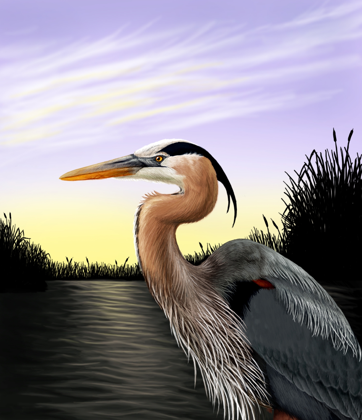 Great Blue Heron - unfinished