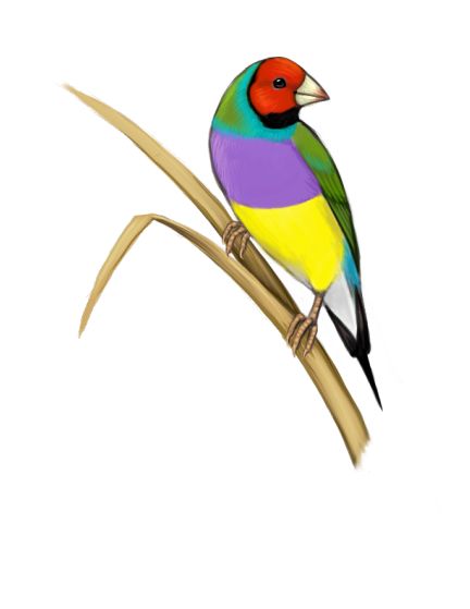 Gouldian Finch Plate