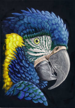 Blue Throated Macaw