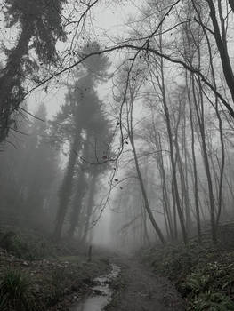 Forest of ghosts