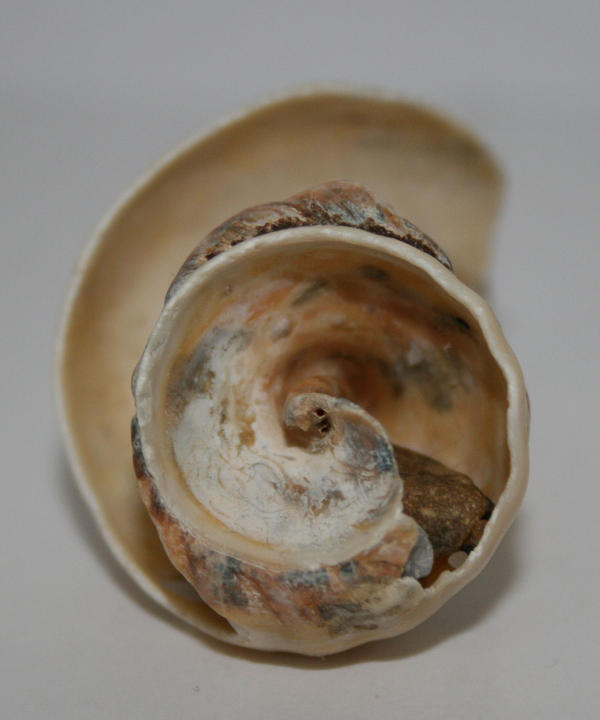 Shell 2 - stock - by Photocorynus on DeviantArt