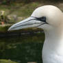 Northern Gannet Portrait