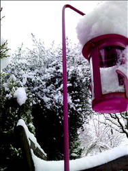 Pink snow lantern