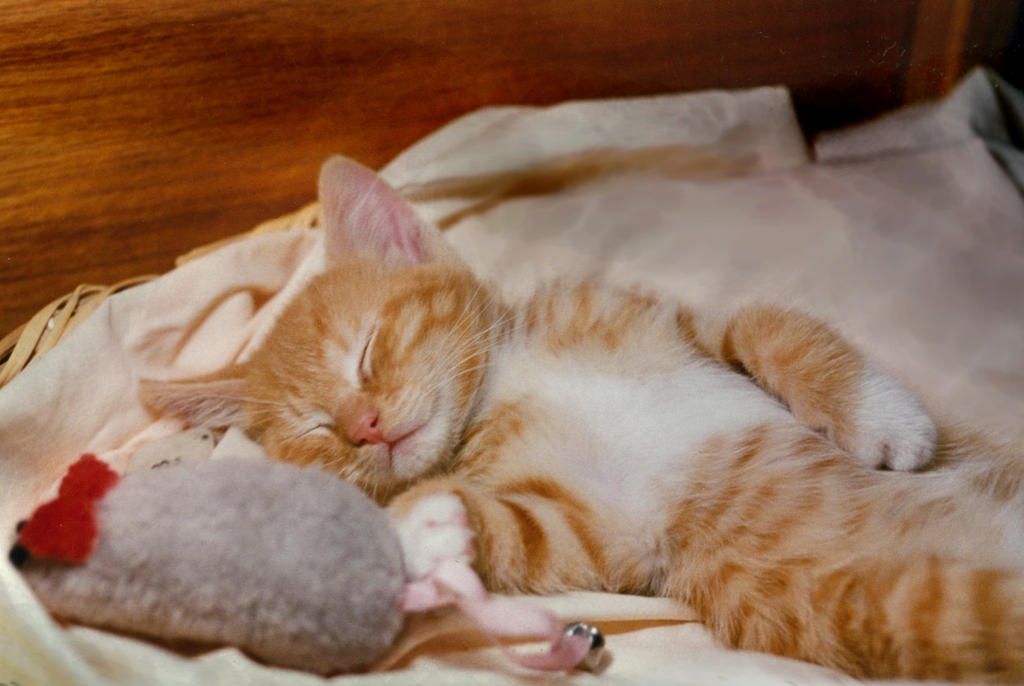 Спящие кошки фото. Спящие котята. Спящий котенок. Спящий рыжий котенок.