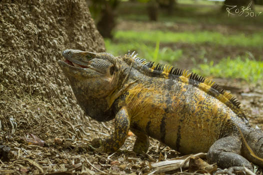 Lizard Portrait