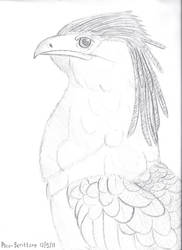 Secretarybird