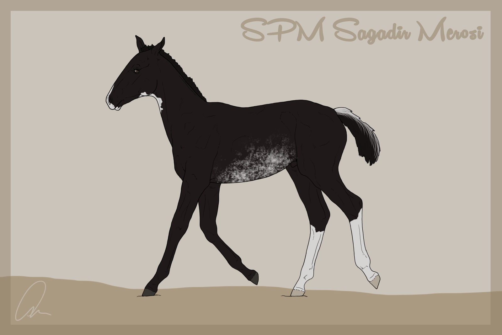 Foal Reference | SPM Sagadir Merosi