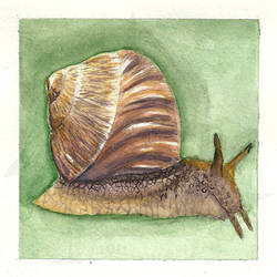 Snail