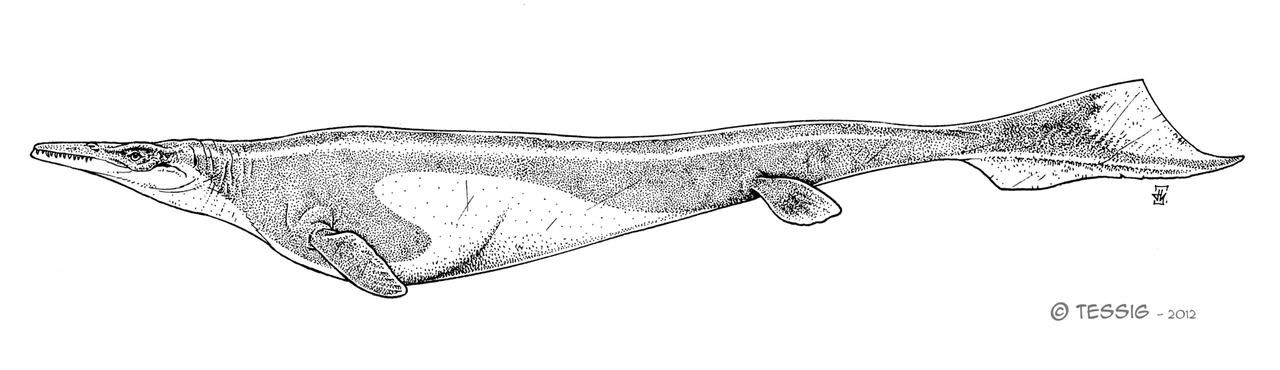 Plotosaurus