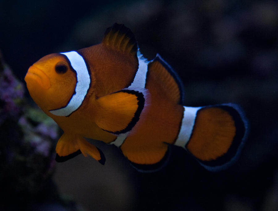 Clown Fish 1