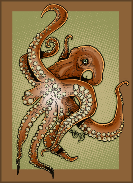 octopus.