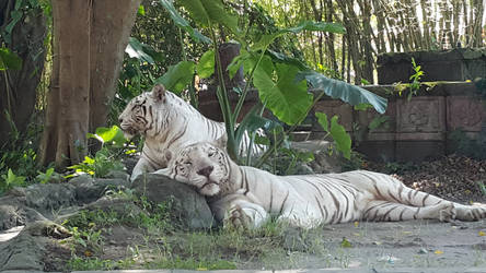 White Tiger