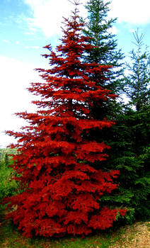 Red Tree