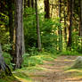 Forest path stock