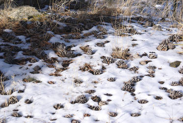 pinecone and snow