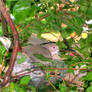 Nesting Pigeon HDR