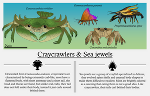 Craycrawlers and Sea jewels