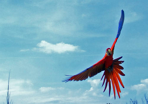 Flying Parrot