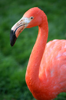 Portrait of a Flamingo