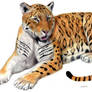 Panthera zdanskyi 'Longdan tiger'