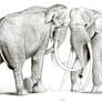 The Largest Elephants Head to Head