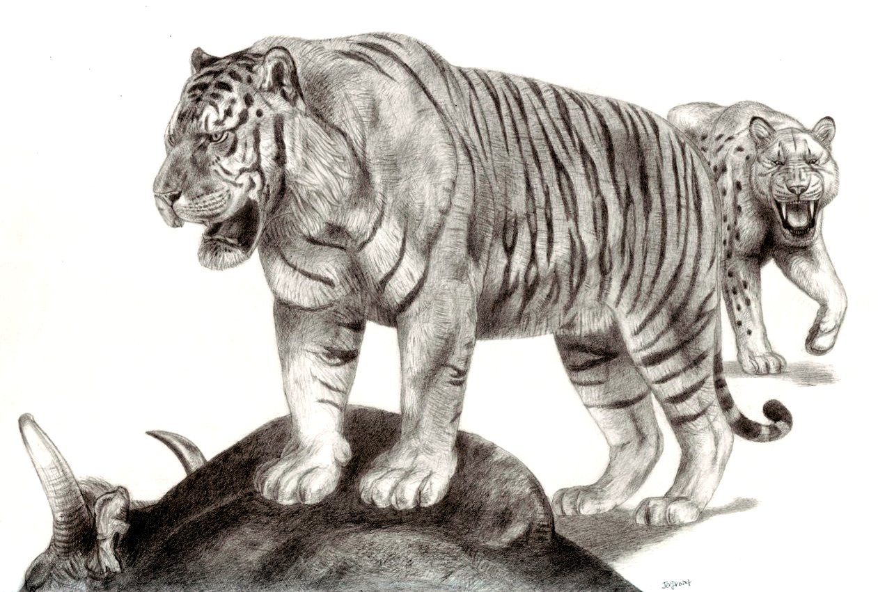 The Pleistocene Giant Tiger