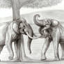 The Largest Elephants Head to Head PART2(sketch)