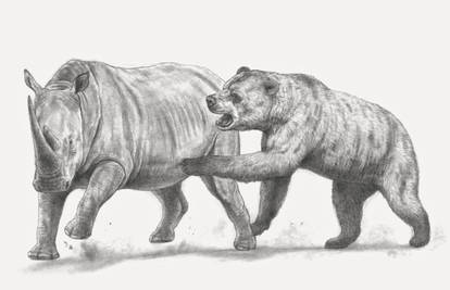 The African Short-faced Bear, attacking the rhino
